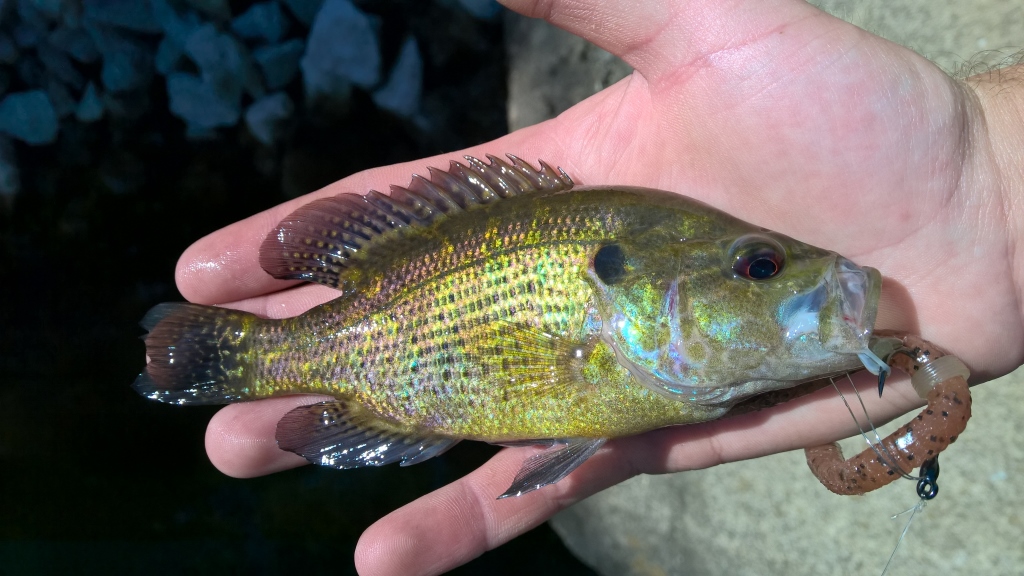 Ferdinand State Forest